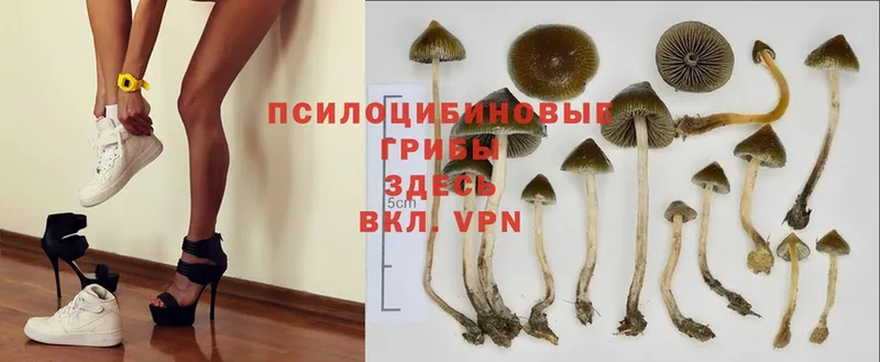 Галлюциногенные грибы Psilocybe  продажа наркотиков  Крымск 